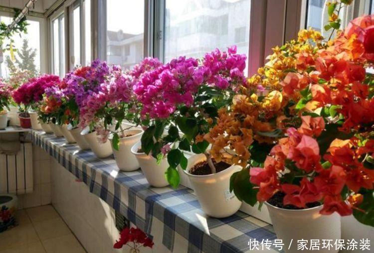 季刊花卉,开花幽香暗淡,花型圆滚惹人爱,入手不亏