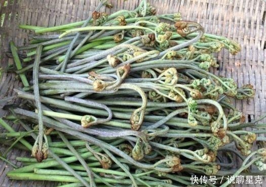 猫爪菜|农村被称为“猫爪草”,现在成了城里热门野菜,卖50元一斤