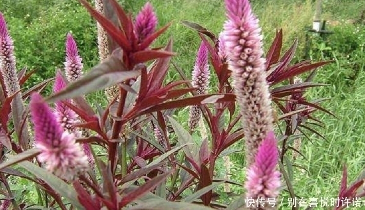 野草|农村经常见到的这种野草,却有大功效,遇见了一定要手下留情