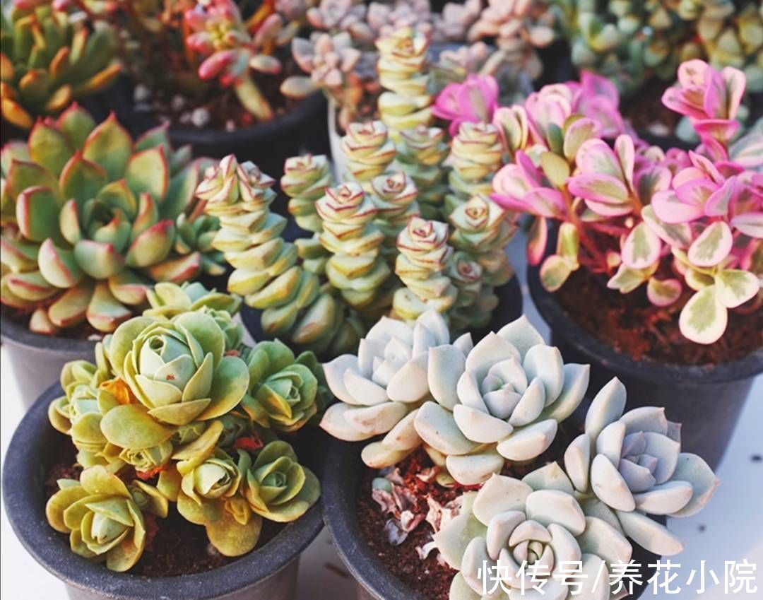 植株|多肉“睡醒了”，给它做好4件事，长得旺盛状态好