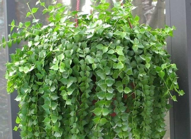 7种“美”多肉,夏天养成“瀑布”,叶片肉嘟嘟,格外好看!