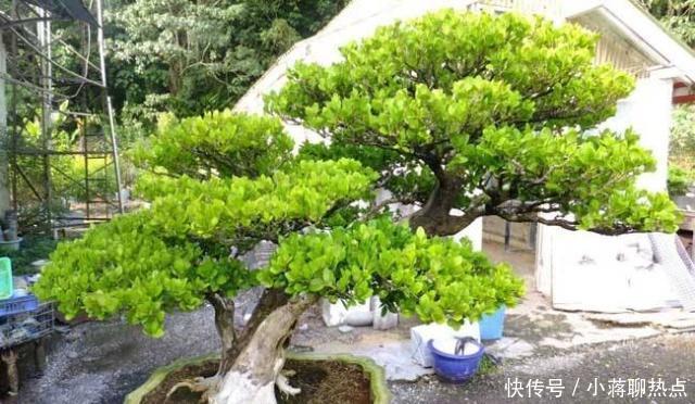 徒长|1种“植物”，是客厅“镇宅王”，养一盆家人兴旺，我就养了