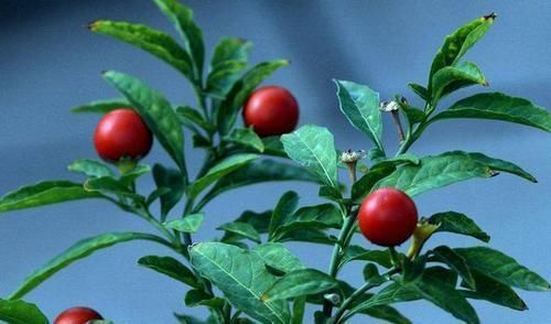 家里种此个果树，养眼好打理，全株都能药用，观赏价值极强