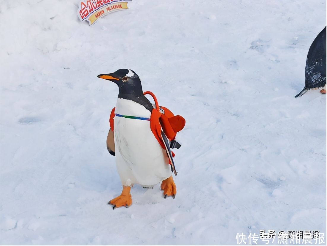 热搜第一，哈尔滨用实力告诉你他为什么是冰雪目的地搜索量最大城市