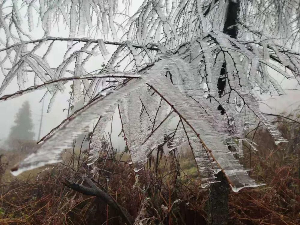 八面山|八面山出现雾淞冰凌奇观（组图）