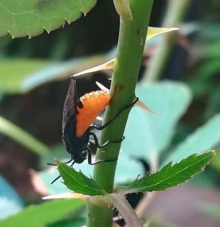 月季叶片被虫啃了怎么办,常见青虫治理方法