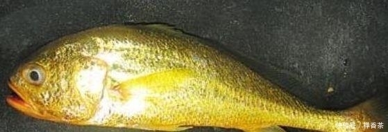 不算|一顿饭41万,到底吃了什么看完菜单后网友表示这不算“贵”