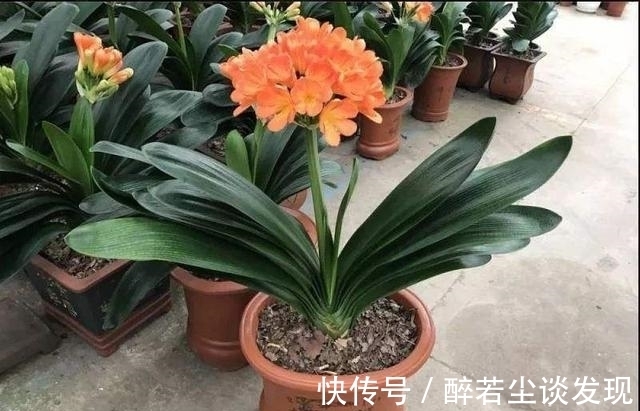 土质|楼下邻居装修，装了点木屑回家养花，给你们说说木屑养花的好处