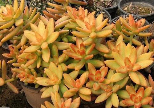 此款多肉，好养又好看，叶片饱满上色美，独苗长成小老桩