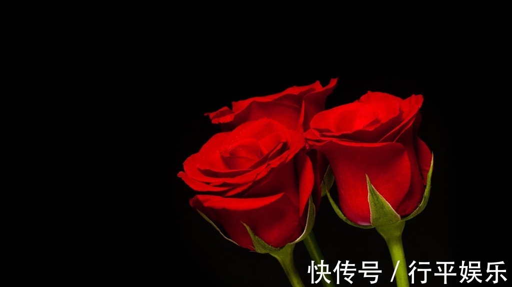 阳台养这1种花卉,一年四季都很勤劳地开花,和“玫瑰”一样美丽