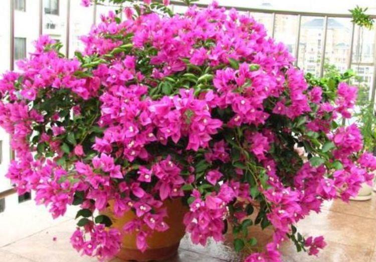 养花试试此几种,一个种球就能爆盆,花开枝繁叶茂,美极了