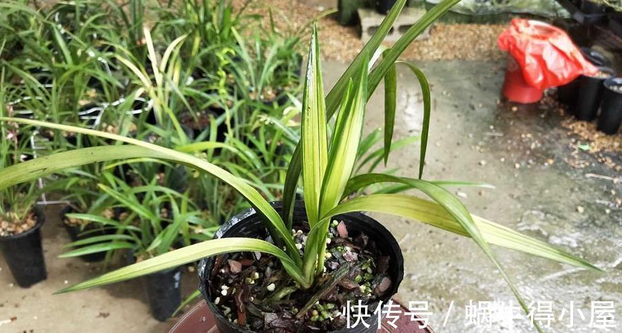 遮阳网|夏季,搁阳台盆栽兰花,切记:侍弄好这3点,养护简单