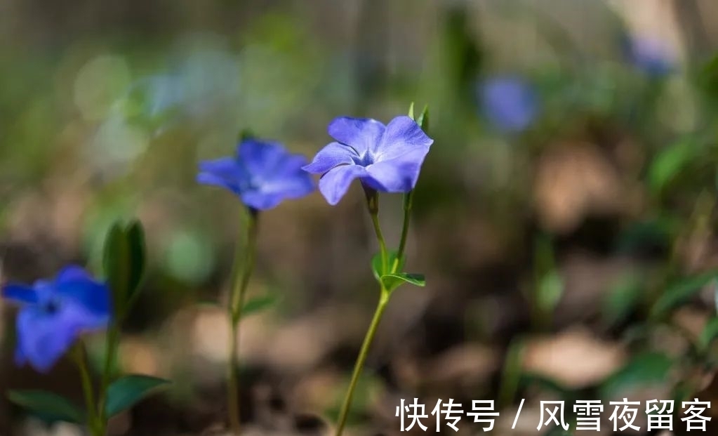 春天里#诗词丨诗词中的春天,总是美的令人心醉