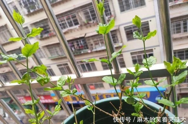 公认难养的6种花,新手慎买,养不活还浪费钱!