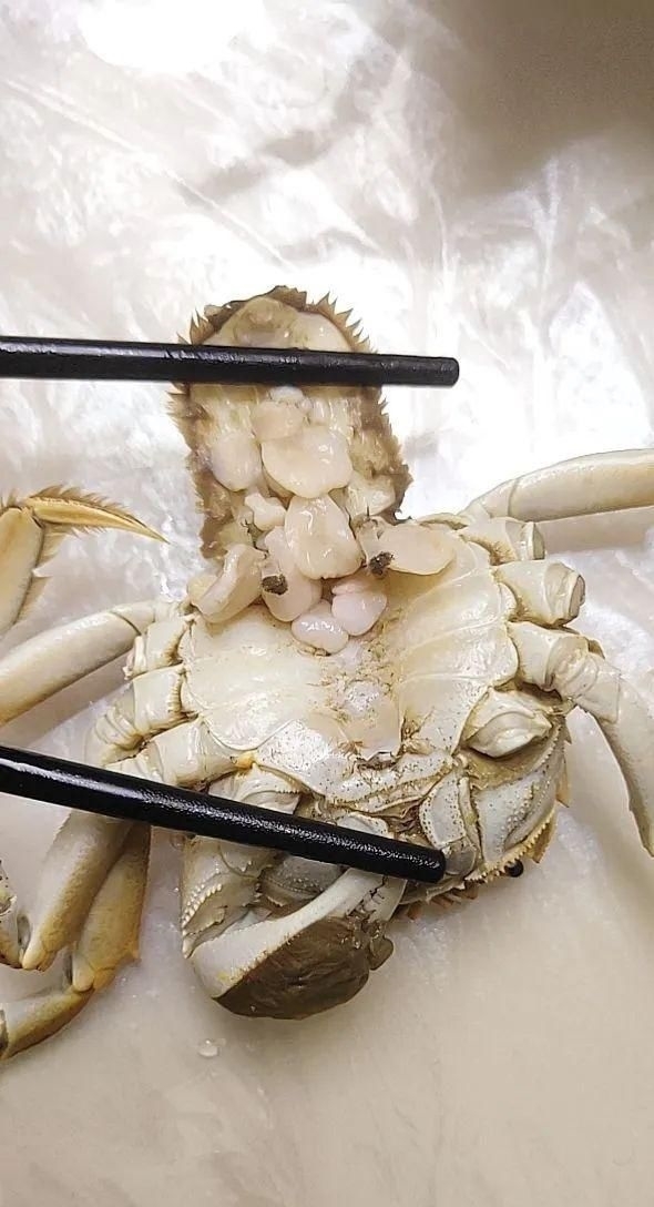 剥开|小伙吃大闸蟹,剥开一看直起鸡皮疙瘩!这是不是寄生虫?