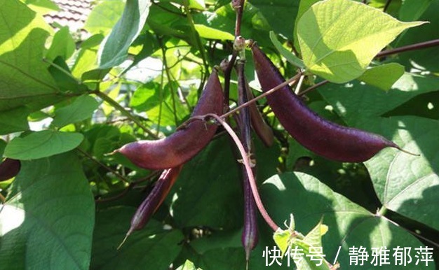 健脾|农村以下几种野菜,美容养颜、健脾除湿,还能提高免疫力