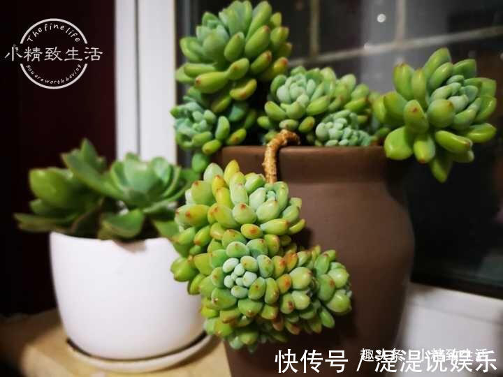 真伪|多肉老桩有真伪,3种“伪老桩”鉴别,揭开真面目,避免被忽悠