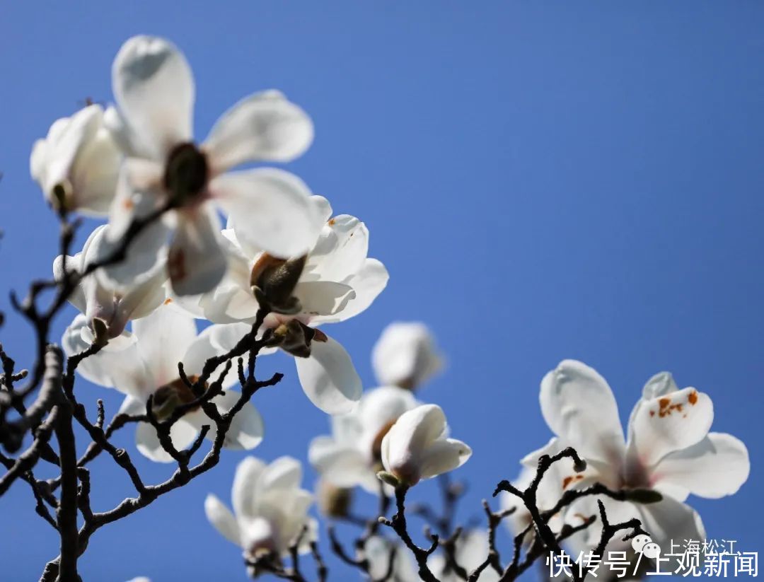 中年|松江今年首波玉兰花绽放，花期就10天，错过等一年