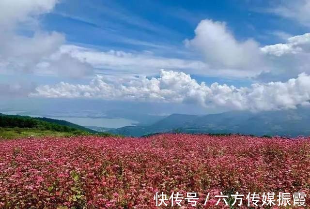 山谷|「阿觉诗」遗世山谷的荞麦花海