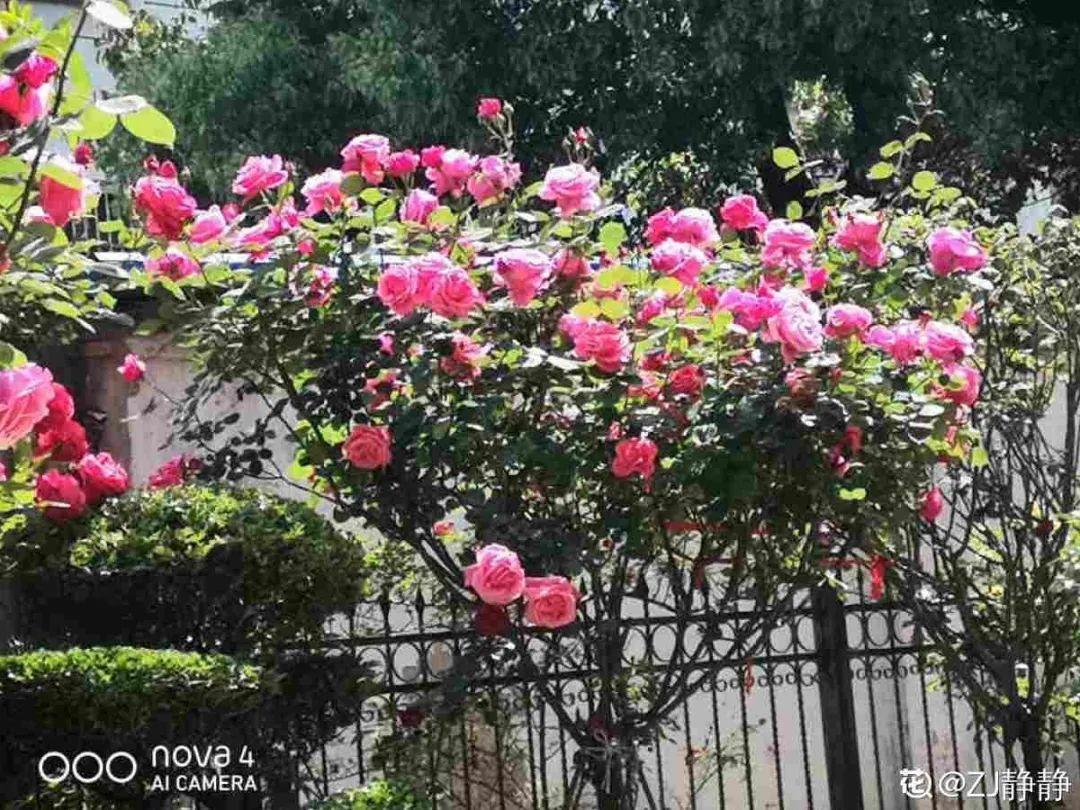 嫁接|嫁接达人,玉树嫁接长寿上,花友直呼内行!