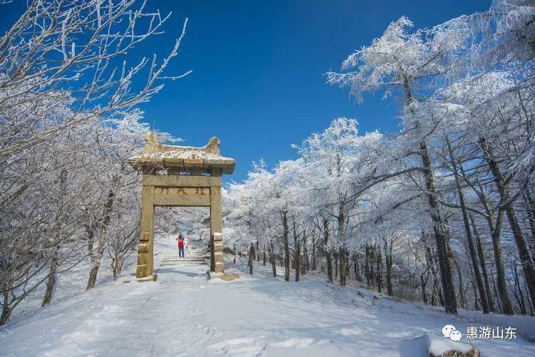 泰山银装素裹后石坞，雪松玉树赛仙境！