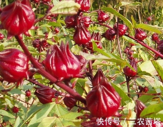 栽培|洛神花怎么养开花多?教你几个小妙招,花开美丽长势旺,美极了!