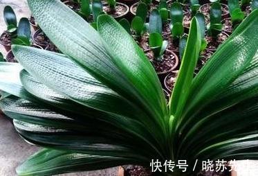 君子兰长期不开花,都是4种情况造成的,很多人都不晓得