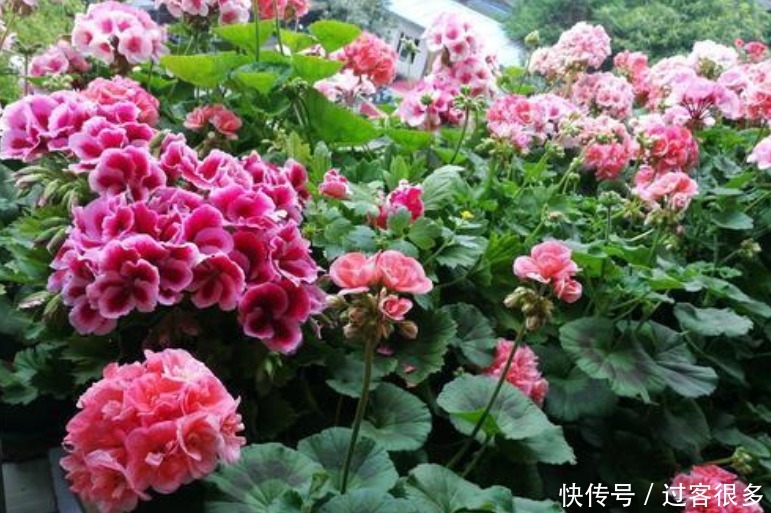 茶叶|自制“4种”花肥,不花1分钱,花卉养得旺,施肥换盆都好用!