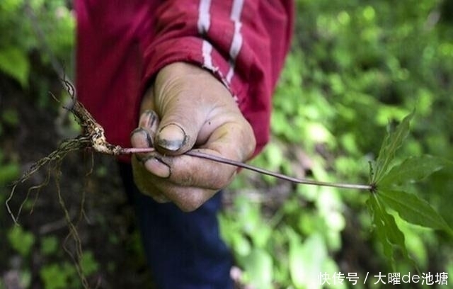 肾脏越补越虚？用1物泡水，激发“雄激素”