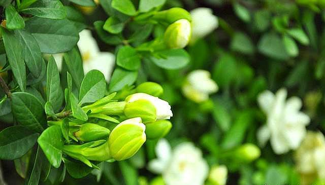 想养好栀子花,掌握“温度”是关键,花苞不掉落,叶子油绿开花多