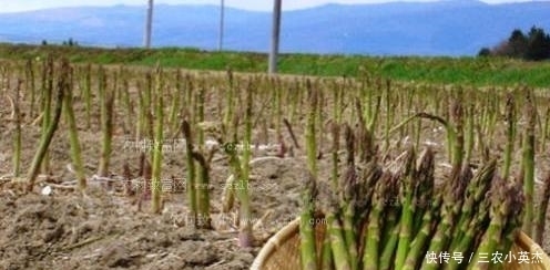 美誉|农村一种常见植物,营养价值与牛肉相比肩,有“蔬菜之王”的美誉