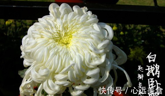 喜欢菊花,不如养盆“菊中珍品”白鹅卧雪,似洁白雪花,清奇秀丽