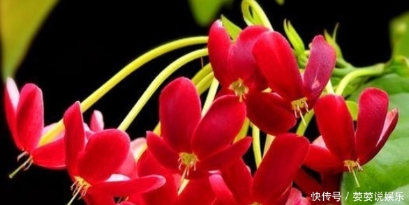 种花|新手养花,就养清香美丽,花开红艳的花卉,花语身体健康!