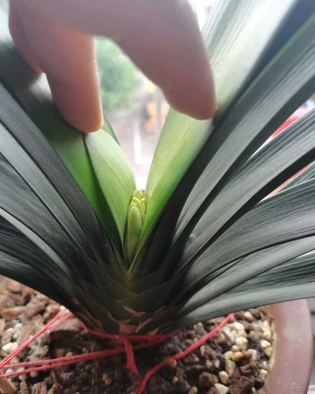 秋凉|天气渐热,做好三点,君子兰稳度夏,顺利长叶开花