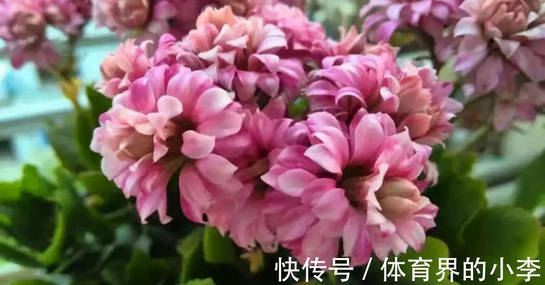 长寿花这样伺候，健康又长寿，开完一茬又一茬