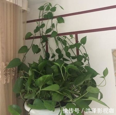 枝条|绿萝长气根“别乱剪”，找对原因“用对肥”，半年长到2米