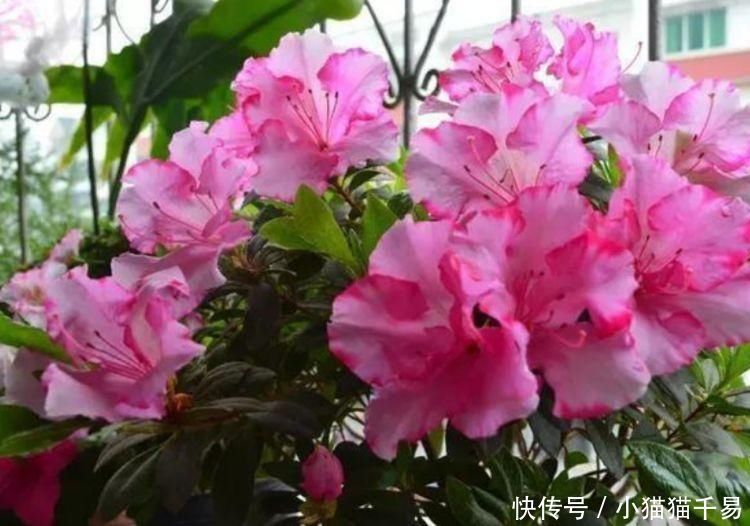 度夏难|4种花,一到夏天就闹脾气,浇不得、晒不得,一言不合死翘翘