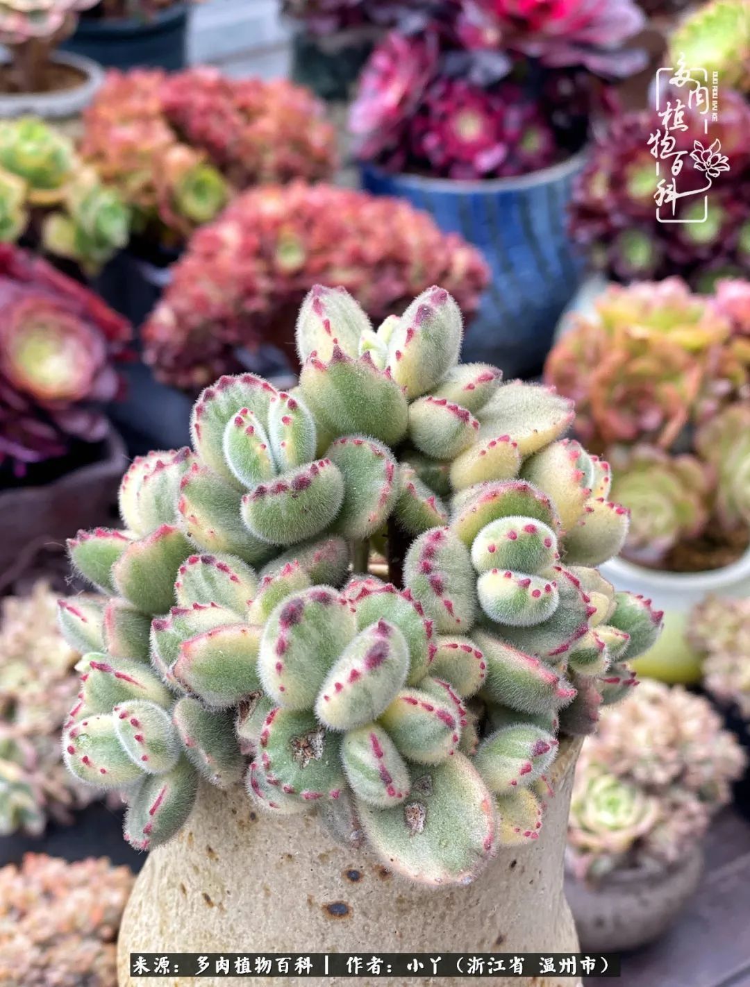 祖上无院家里无矿，一腔浪漫情怀付诸楼顶造花！