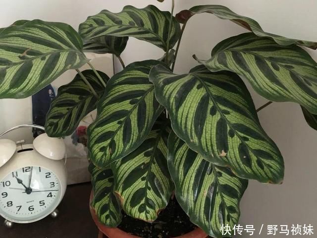 叶子|6种花一天不浇水,叶子就耷拉,缺水3天就死翘