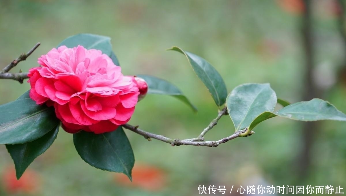 5种常见植物缺水信号，怎么处理呢？看情况分别对待