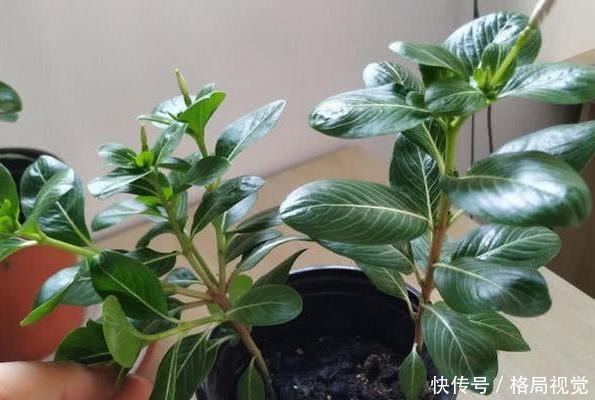 什么花卉寿命长盆栽此5款可多年生长,一年四季花开不停