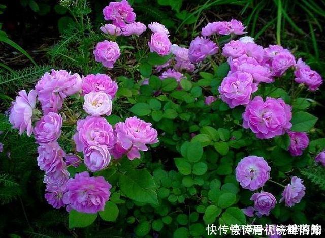 花色|20款紫色月季品种。浓香、抗病非常好养,天然紫色唯美盛开