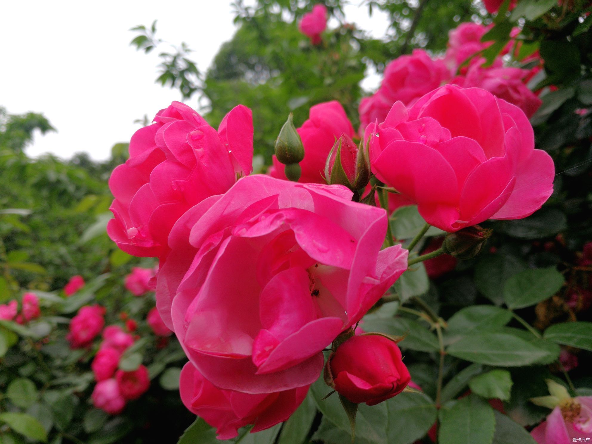 不摇香已乱，无风花自飞