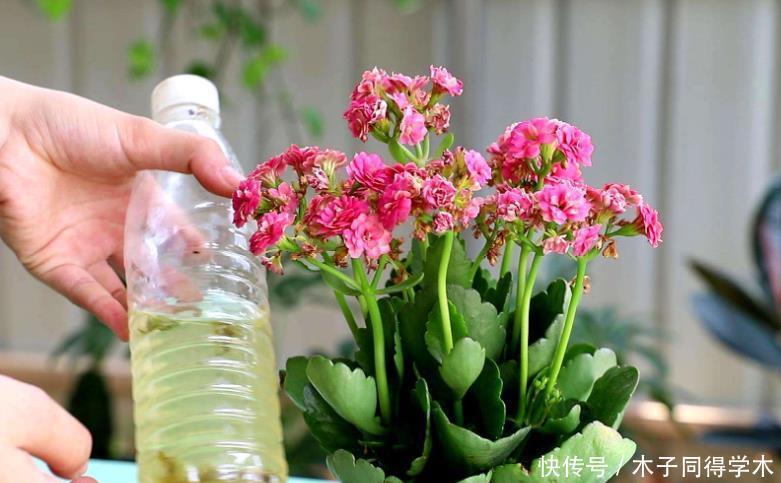 长寿花套“黑袋”促花?想法挺好但是要会操作,否则很难开花!