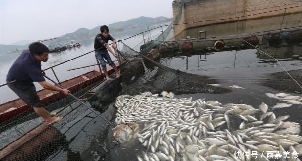 只有中国才有的鱼,被称为“鱼中之王”,现在只有少数人会吃