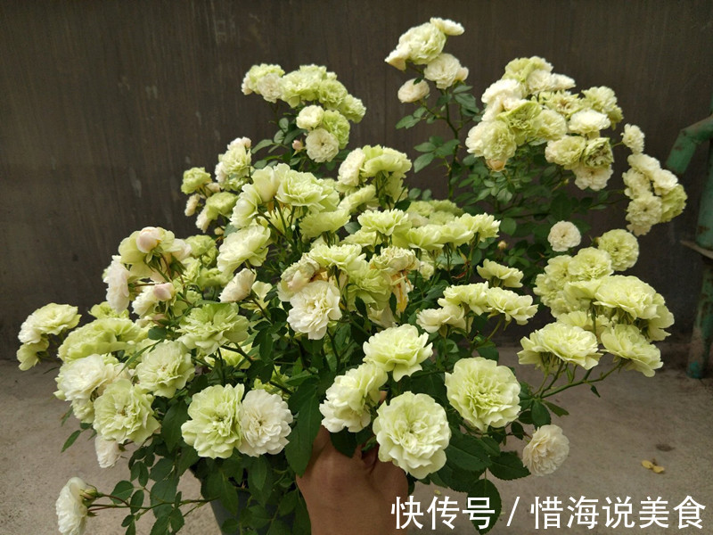 盆栽|此盆栽有“开花机器”之称，全年开花，花多易爆盆，好看又好养！