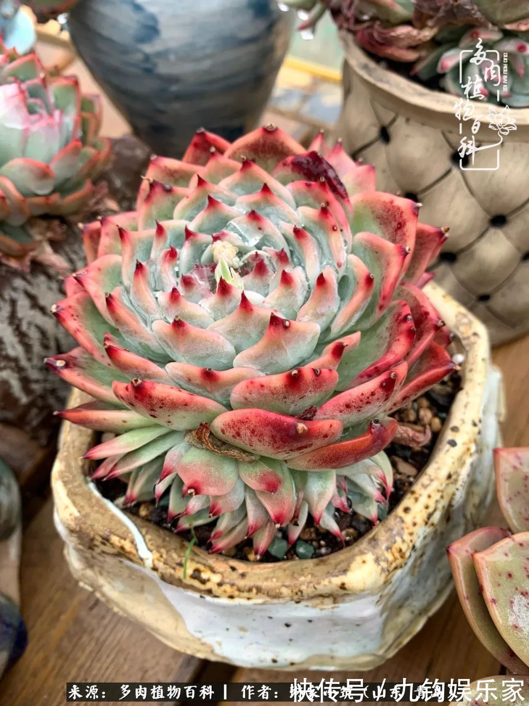 多肉住进暖棚,坦然越冬,放肆浇水,这个冬天有点甜!