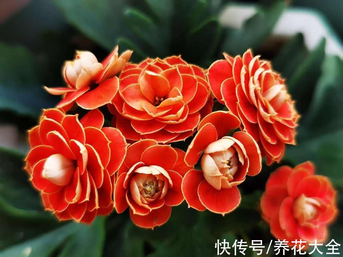 花朵|养腻了的花，换个品种养，重瓣更好看