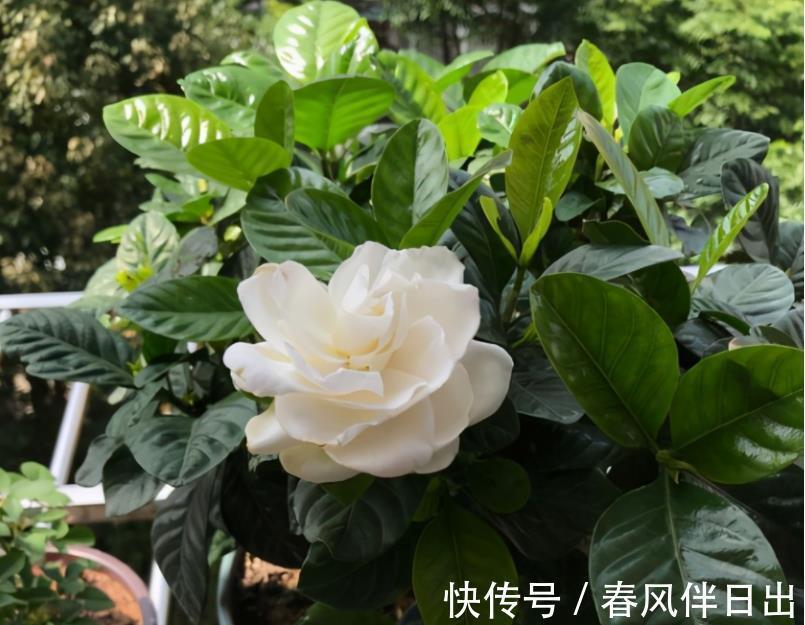 北方地区|室内盆栽栀子花,掌握3要领,下半年花开不断,天天像喷了香水