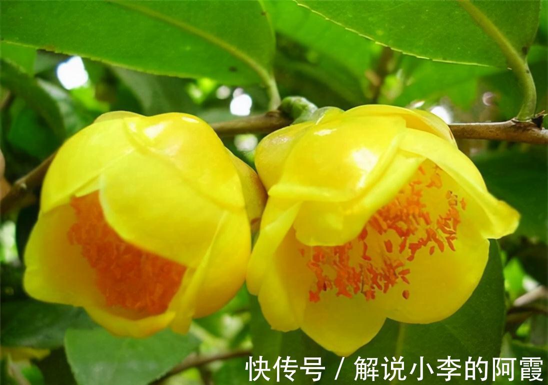 此花真不错,花色金黄,营养丰富,观赏食用两不误,你见过吗